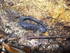 Plethodon variolatus
