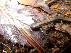 Eurycea quadridigitata