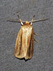 Mythimna tacuna