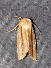 Mythimna tacuna
