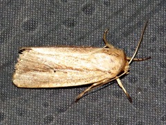 Mythimna tacuna