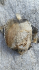 Chaetodontidae