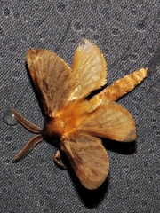 Gorgopis armillata