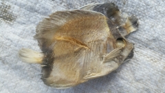 Chaetodontidae