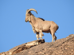 Barbary Sheep photo 1