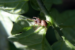 Paratrochosina amica