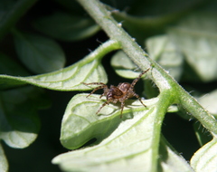 Paratrochosina amica