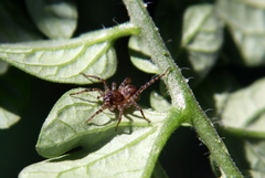 Paratrochosina amica