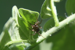 Paratrochosina amica