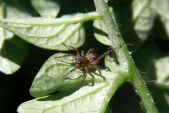 Paratrochosina amica