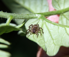 Paratrochosina amica