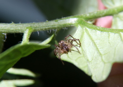 Paratrochosina amica