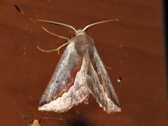 Drepanogynis subroseoides