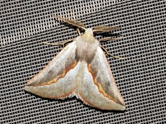 Drepanogynis subroseoides