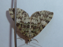 Hydriomena speciosata