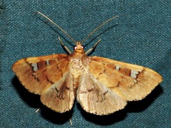 Prophantis