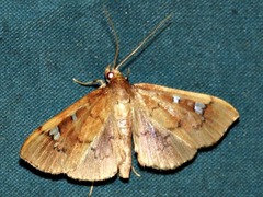 Prophantis