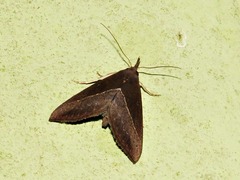 Hypena laetalis
