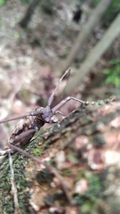 Macropophora accentifer
