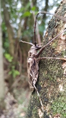 Macropophora accentifer