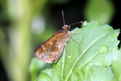 Cymaenes odilia