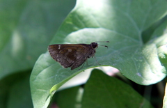 Cymaenes odilia