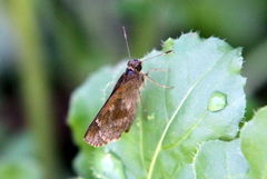 Cymaenes odilia