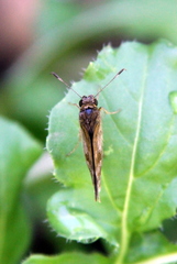 Cymaenes odilia