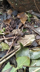 Macropophora accentifer