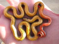 Diadophis punctatus regalis