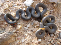 Diadophis punctatus regalis