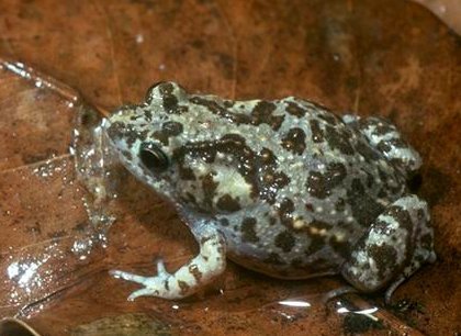 Mimic Toadlet