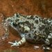 Mimic Toadlet - Photo (c) Jean-Marc Hero, some rights reserved (CC BY-SA)
