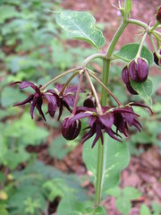 Asclepias melantha