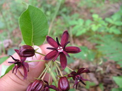 Asclepias melantha
