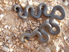 Diadophis punctatus regalis