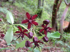 Asclepias melantha