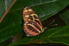 Heliconius ethilla
