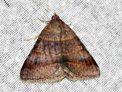 Mocis mutuaria