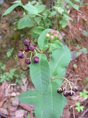 Asclepias melantha