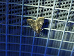 Condica albigera