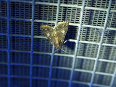 Condica albigera