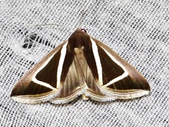 Chalciope delta