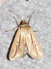 Mythimna tacuna
