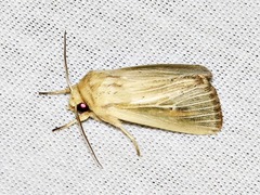 Mythimna interciliata