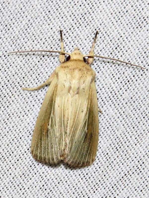Mythimna interciliata
