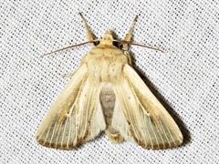 Mythimna interciliata