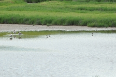 Calidris ferruginea