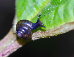 Euconulidae