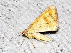 Chiasmia procidata semispurcata